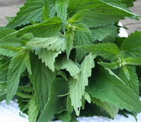 Nettle Stinging Bunch (LOCAL)